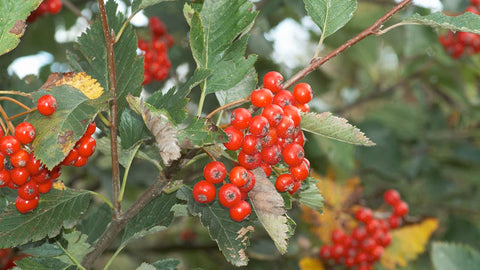 whitebeam tree