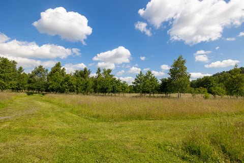 how doo natural burials help the environment