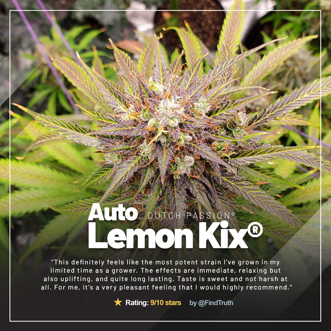 Auto-Lemon-Kix-review