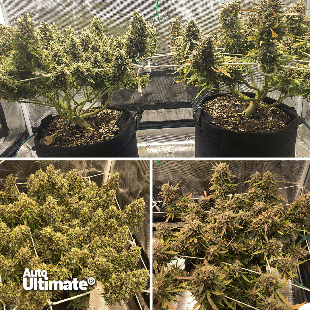 Auto-Ultimate-grow-review
