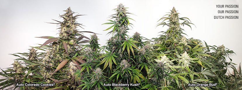 Dutch Passion autoflowering cannabis seeds