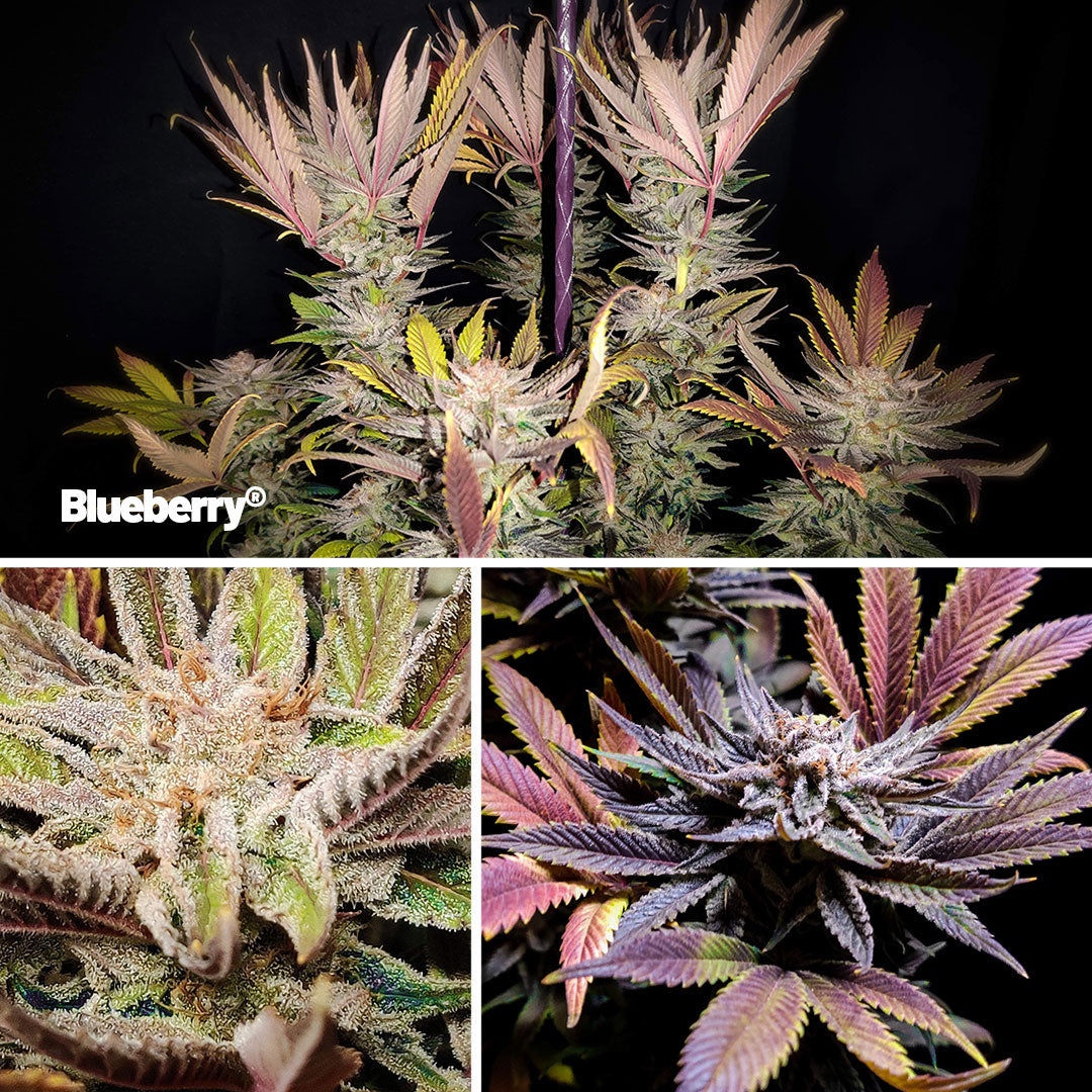 Blueberry-cannabis-by-dutch-passion
