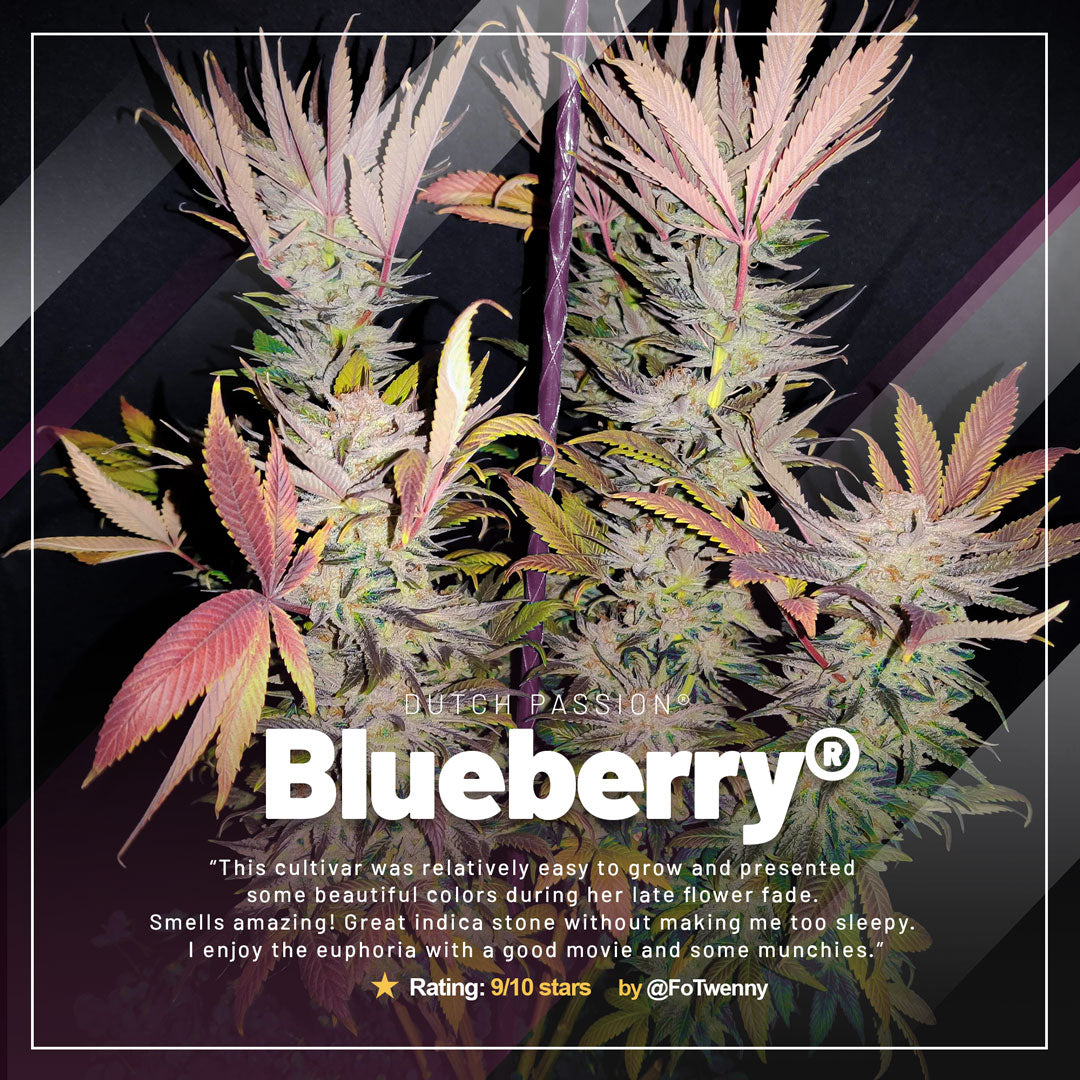 Blueberry-the-classic-old-school-variety