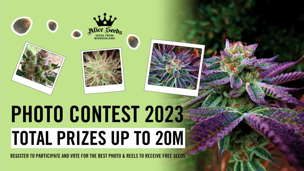 Alice Seeds Contest June 2023