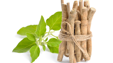 Siberian ginseng roots sticks with leaves