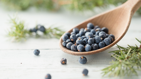 Juniper Berries in a wooden spoon