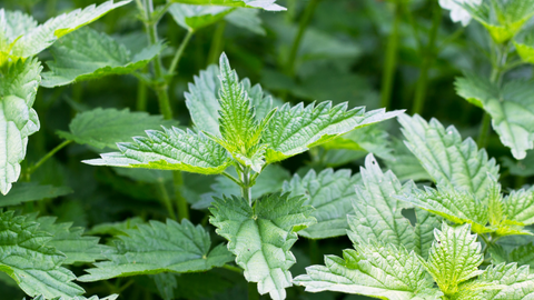 Nettle Leaves