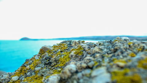 Sea moss on the mountain with the blurred sea and hills in the background