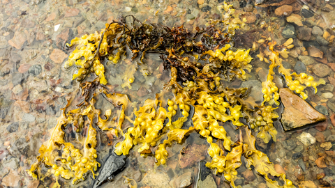 Bladderwrack on the ground