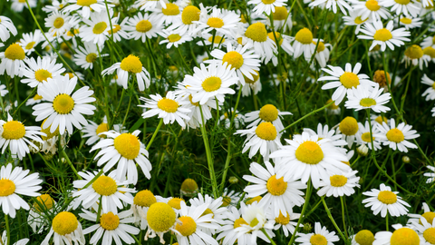 chamomile flowers in the garden