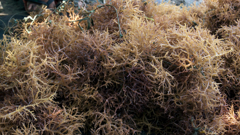 Eucheuma Seaweed in the forest
