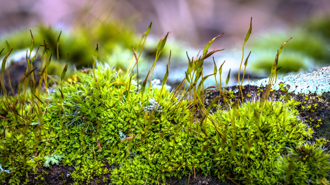 Green Sea Moss in the picture with brown background