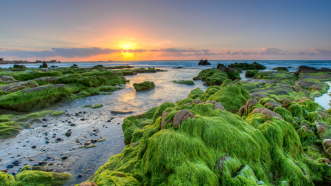 Green Sea Moss on the Mountain near the sea with the blurred sun in the background