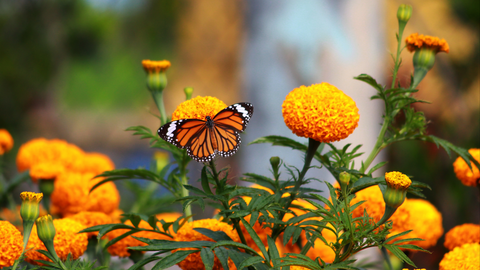 Marigold flower in a garden with a beautiful butterfly