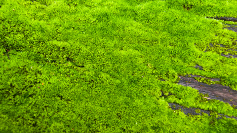 Cottonii Sea Moss near the sea