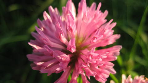 Red Clover flower