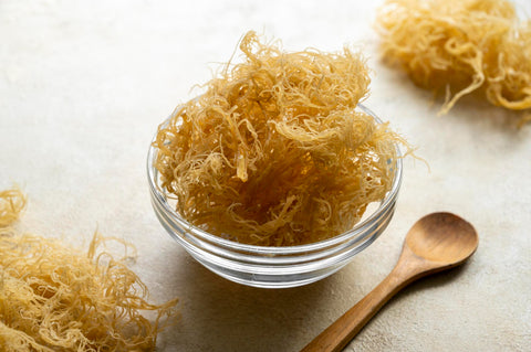 Golden dried sea moss healthy food supplement rich in minerals and vitamins used for nutrition and health