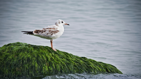 a seagull bird is sitting on the sea moss big rock