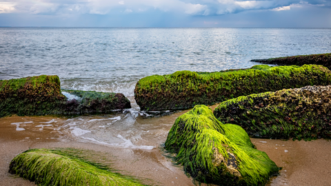 beautiful seascape with a close view of stone with moss along with blurred background