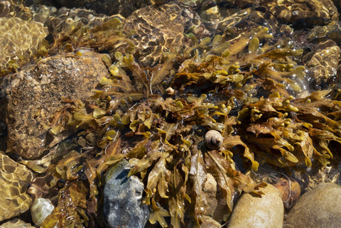 brown algae sea moss