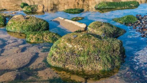 green algae on rocks near the sea