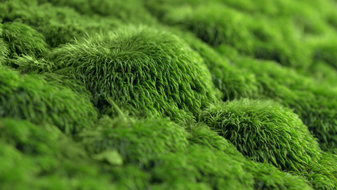green sea moss on stones