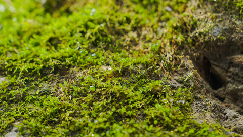 Close up green moss in deep forest