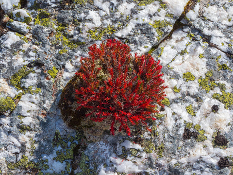 red algae in the rock