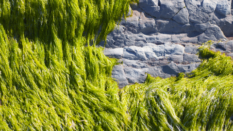 sea moss cover with the rocks in the background