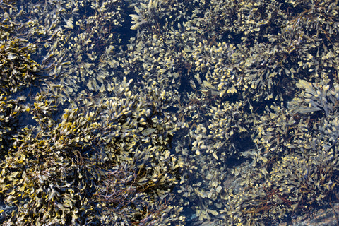 sea weed on the mountain