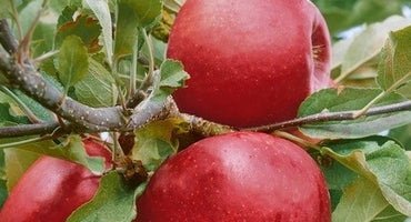 Pete's Fresh Market - A cross between golden delicious & kidd's orange red  apples, the gala variety is sweet, crisp, & perfect for snacking. In 2018, gala  apples surpassed red delicious in