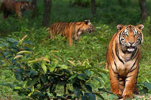 Sunderban 