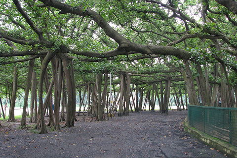 Kolkata banyan tree