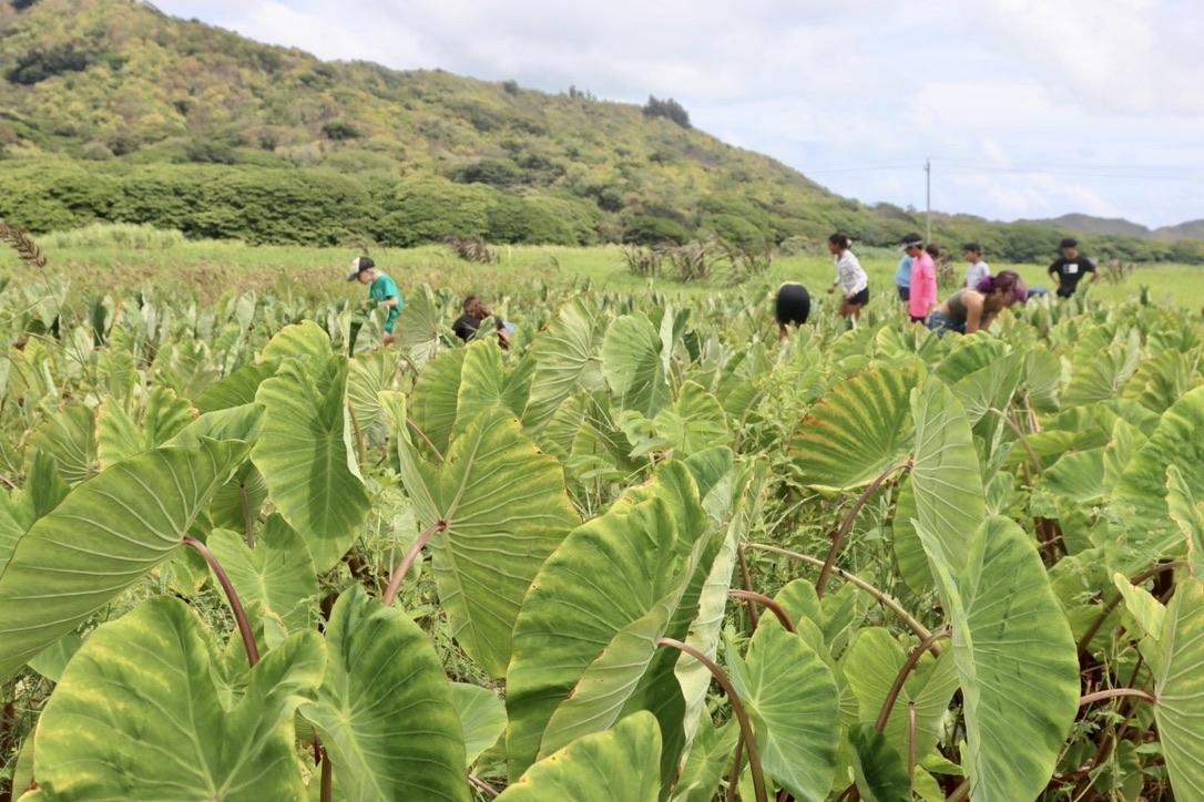 Keiki weeding kalo in Kailua, Oʻ’ahu; Kauluakalana’s Ka Pahuhopu Summer Program (2022); Picture captured by Shylah Soon