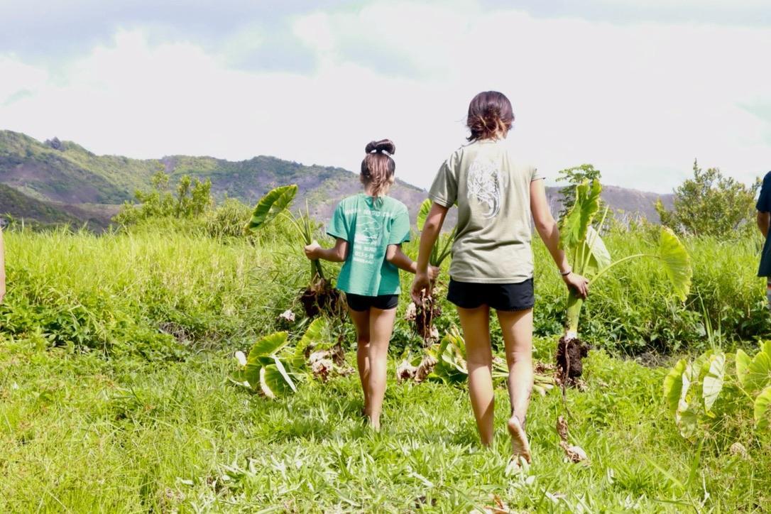 Two ʻōpio harvesting kalo near Kawainui, Kailua; Kauluakalana’s Ka Pahuhopu Summer Program (2022); Picture captured by Shylah Soon
