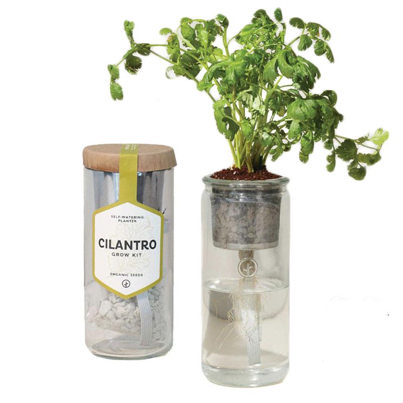 Modern Sprout Eco Planter - Cilantro