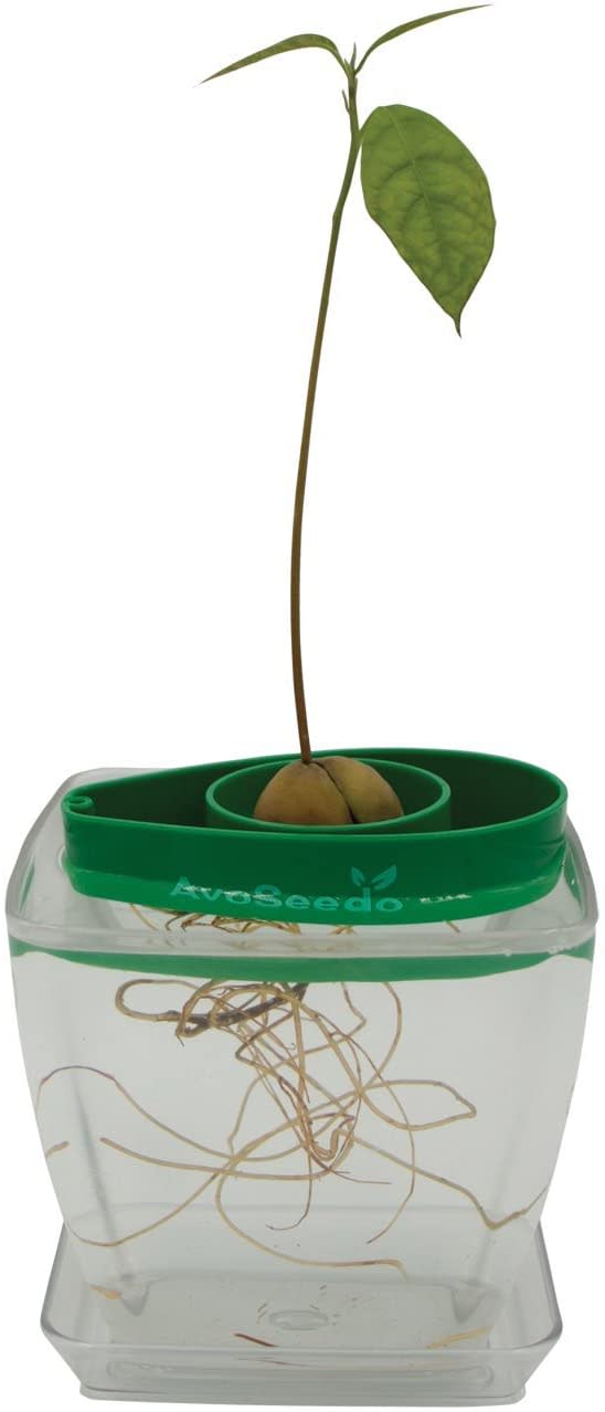 AvoSeedo