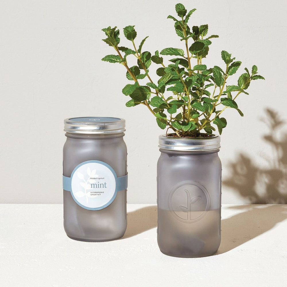 Modern Sprout Mint Garden Jar QT