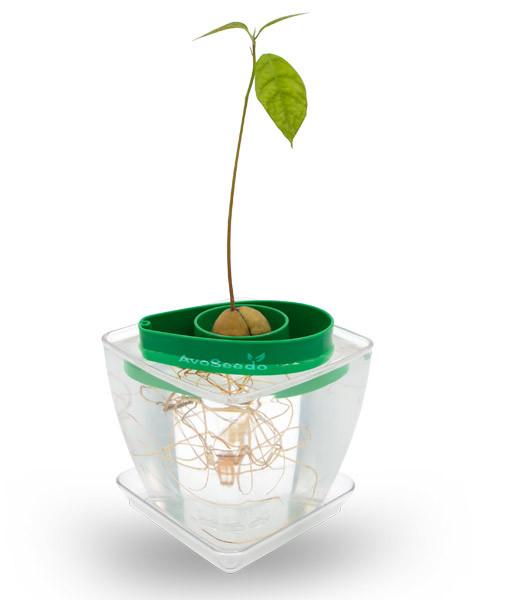 Avoseedo Grow Your Own Avocado Seed Kit