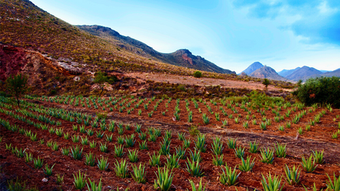 Plantación Aloe Vera agricultura biodinámica