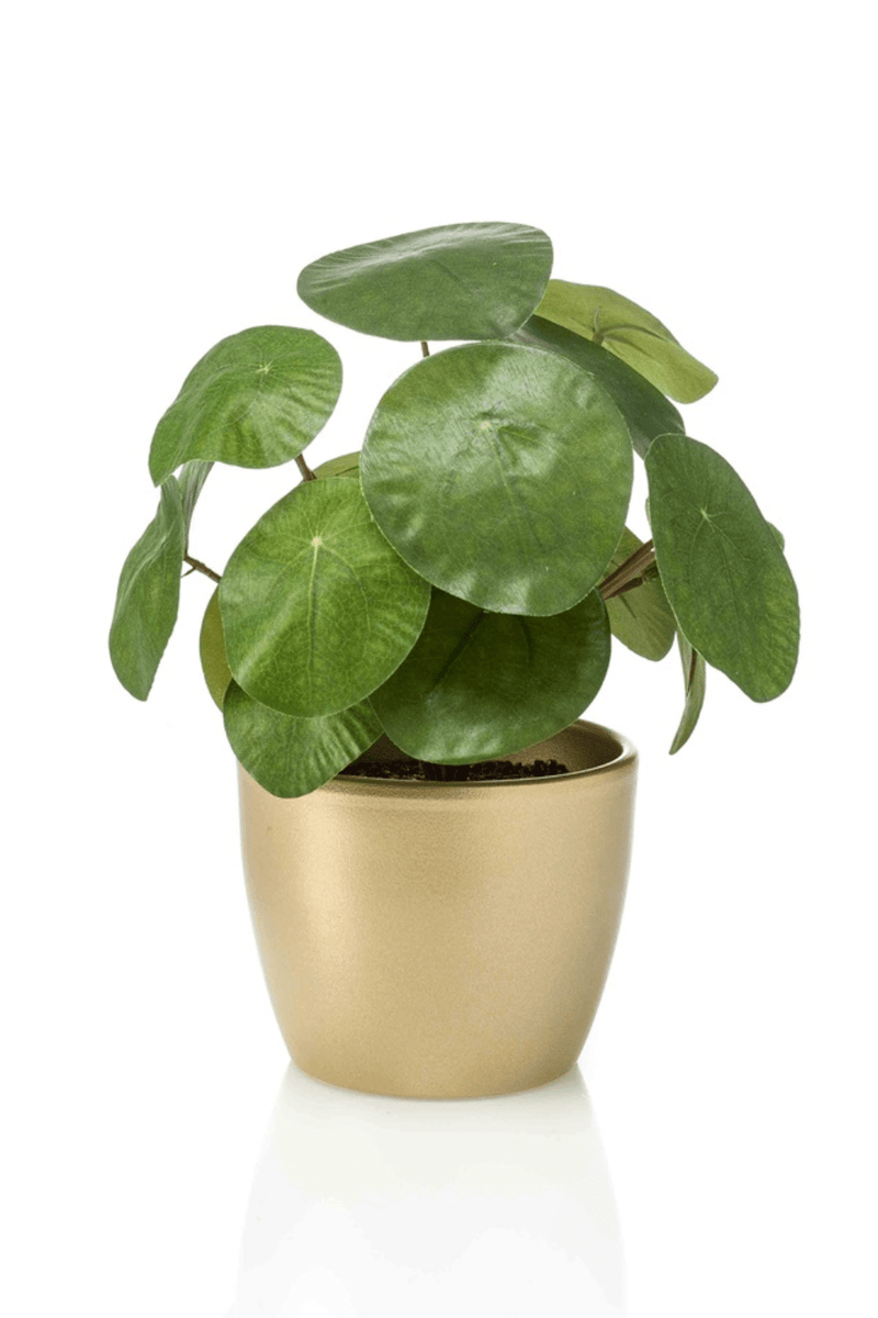 Bedreven smaak circulatie Kunst Pannekoekenplant in Gouden Pot 22cm | PrettyPlants