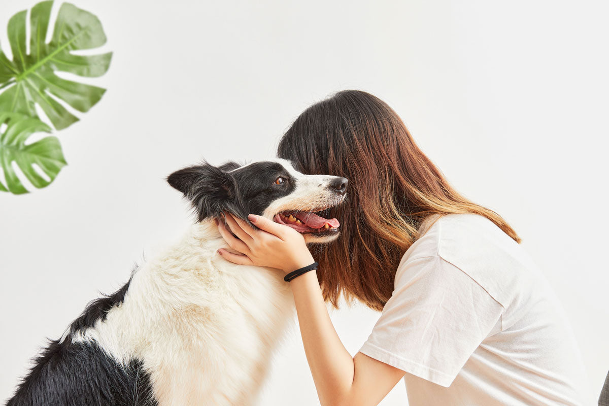 Petkit Airclipper Grooming