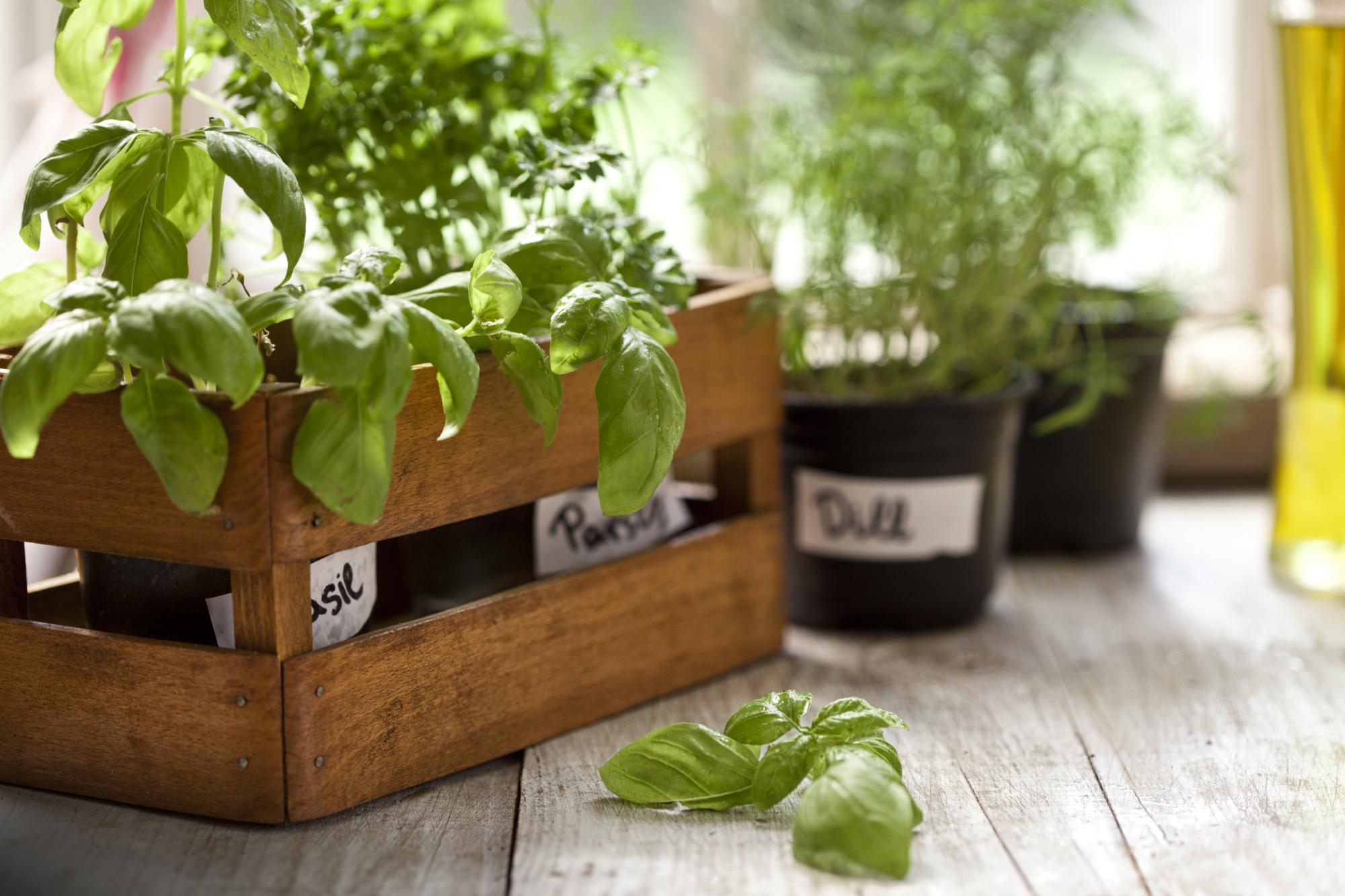 Indoor Herb Garden, Potted Container Plant by Window Sill