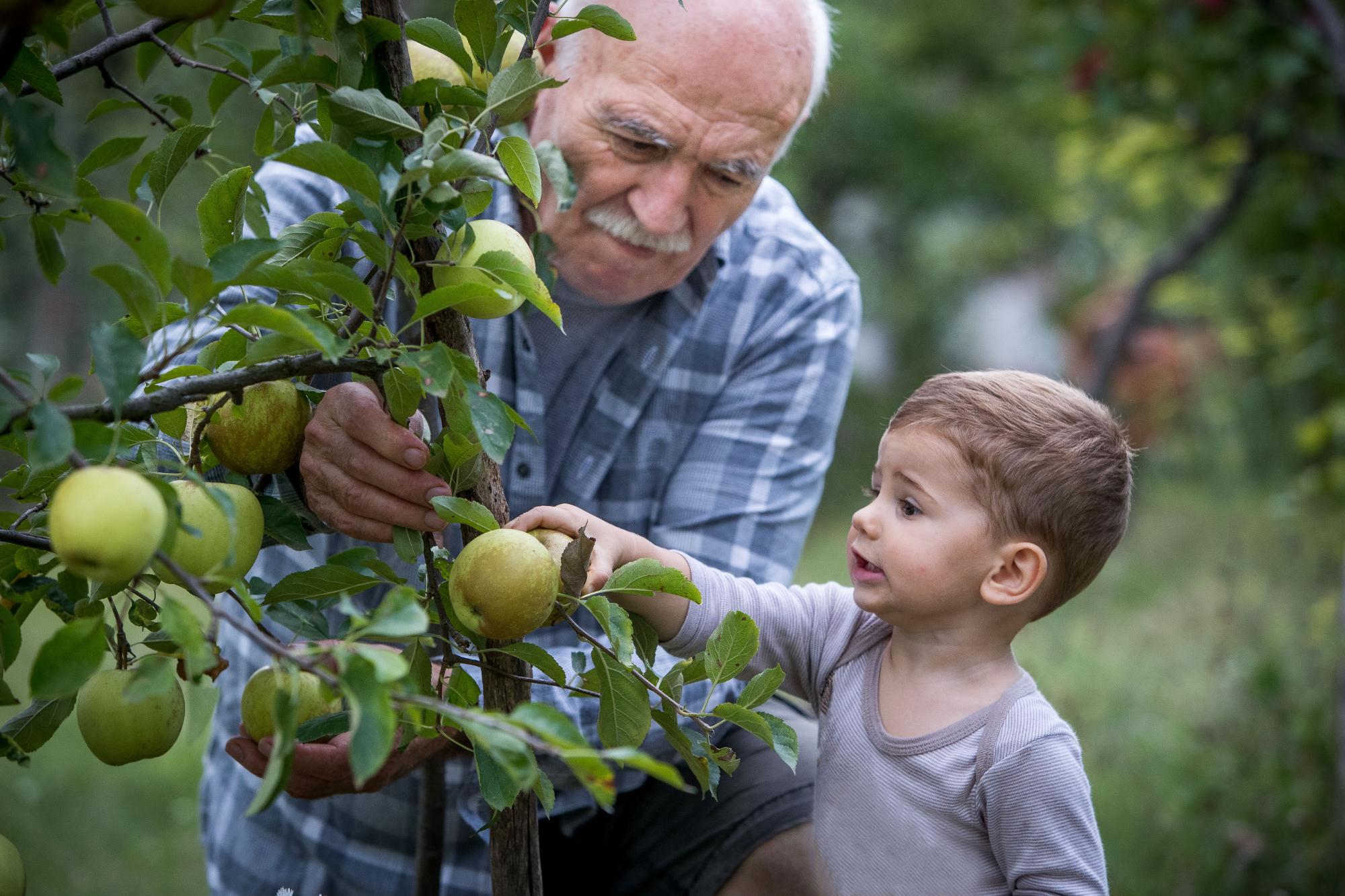 Grandfather and grandson apple picking