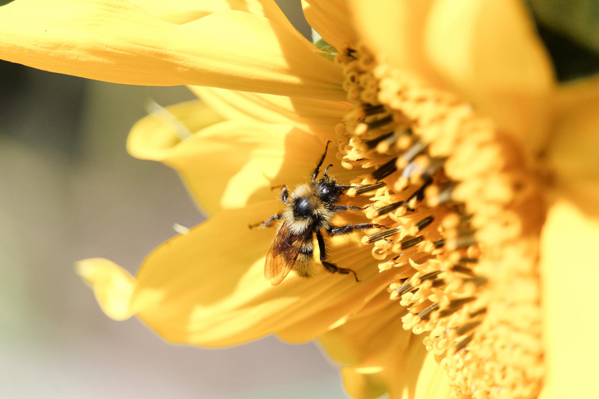 Closeup of a honey bee on a sunflower.