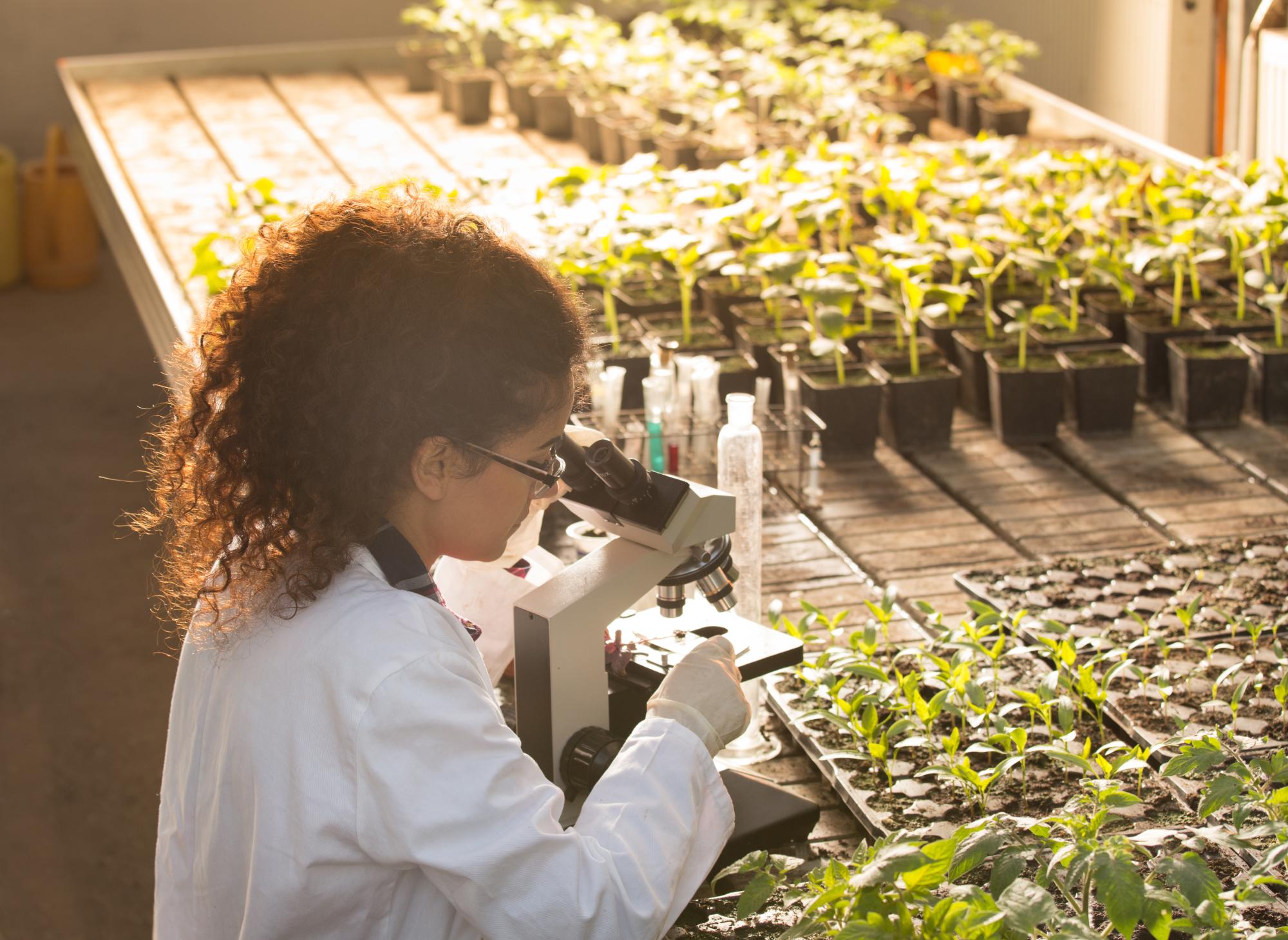 iologist looking in microscope in greenhouse