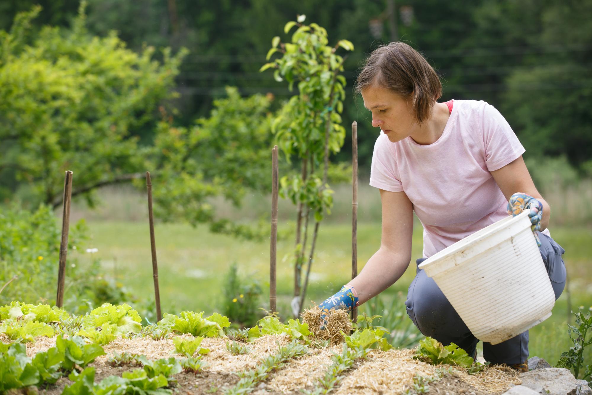 Woman gardener planting salad and mulching it