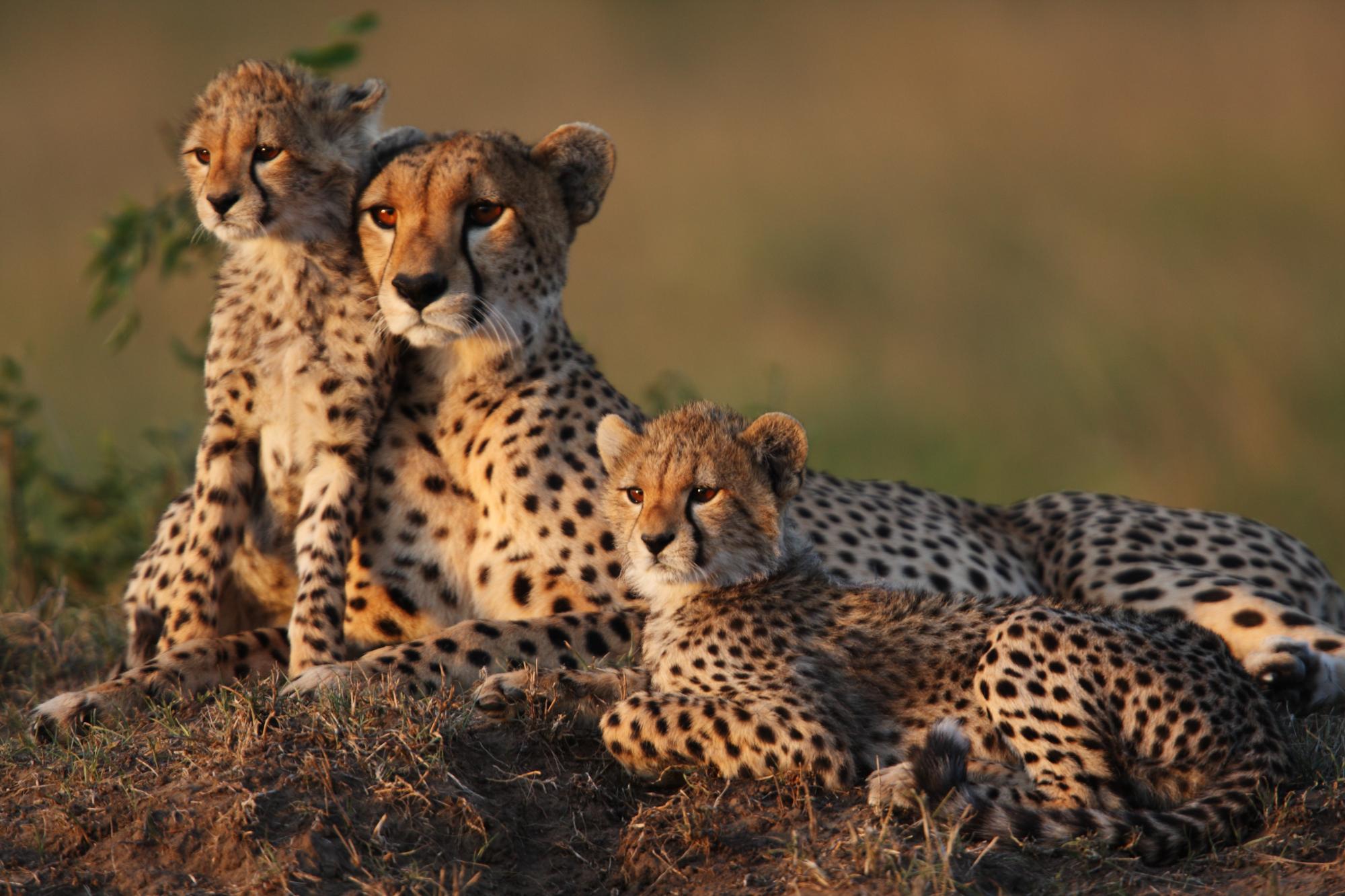 Mère guépard avec des oursons