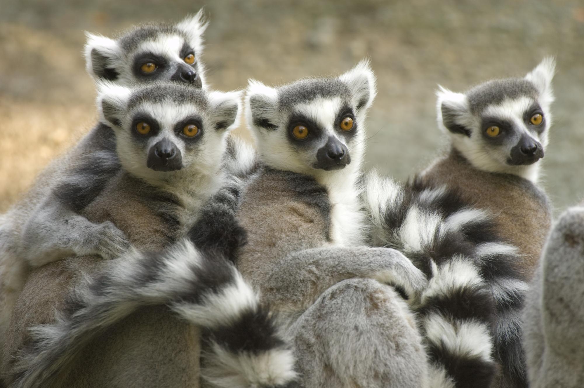 family of lemurs