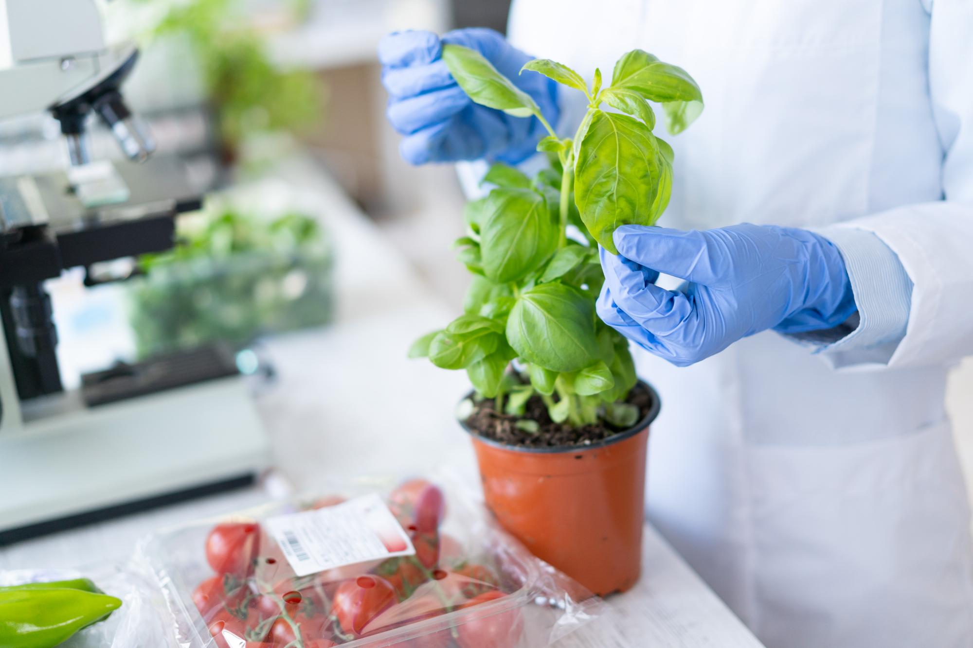 Plant and tomatoes in laboratory